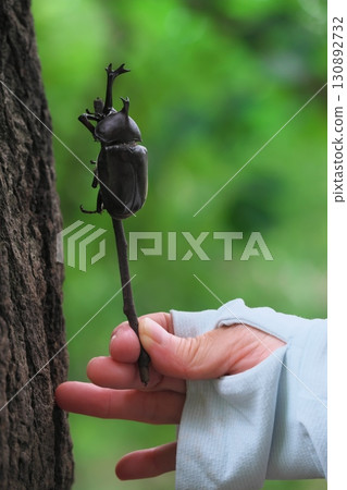 昆蟲採集甲蟲 130892732