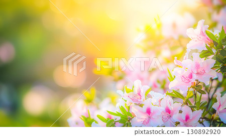 Floral backdrop with soft pink flowers blooming in sunlight, surrounded by lush green foliage. Concept of renewal, natural beauty, and arrival of spring, symbolizing hope and fresh beginnings 130892920
