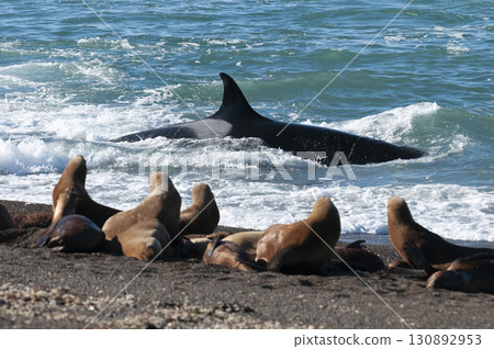 Killer whale hunting sea lions on the paragonian coast, Patagonia, Argentina Killer whale hunting sea lions on the paragonian coast, Patagonia, Argentina 130892953