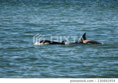 Killer whale hunting sea lions on the paragonian coast, Patagonia, Argentina 130892954