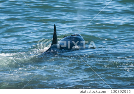 Killer whale hunting sea lions on the paragonian coast, Patagonia, Argentina 130892955