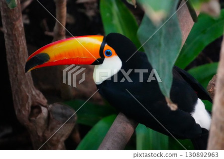 托科巨嘴鳥在樹上休息 130892963