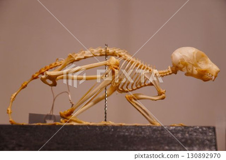 小動物骨骼標本 小動物骨骼標本 130892970