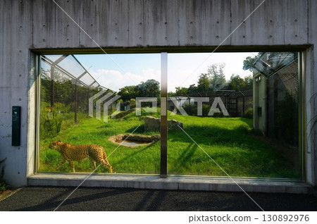 Cheetah in a cage Cheetah in a cage 130892976