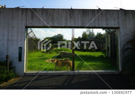 Cheetah in a cage Cheetah in a cage 130892977