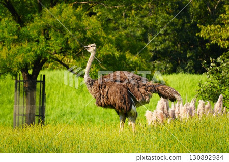 Ostrich 130892984
