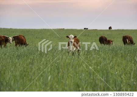 Cattle raising with natural pastures in Pampas countryside, La Pampa Province,Patagonia, Argentina. Cattle raising with natural pastures in Pampas countryside, La Pampa Province,Patagonia, Argentina. 130893422