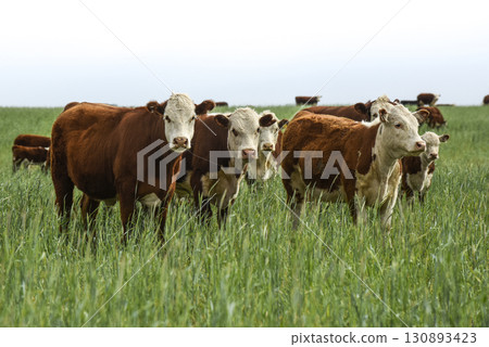 Cattle raising with natural pastures in Pampas countryside, La Pampa Province,Patagonia, Argentina. Cattle raising with natural pastures in Pampas countryside, La Pampa Province,Patagonia, Argentina. 130893423