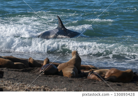 Killer whale hunting sea lions on the paragonian coast, Patagonia, Argentina 130893428