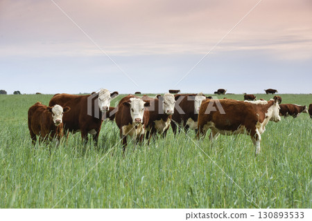 Cattle raising with natural pastures in Pampas countryside, La Pampa Province,Patagonia, Argentina. Cattle raising with natural pastures in Pampas countryside, La Pampa Province,Patagonia, Argentina. 130893533