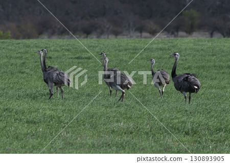 Greater Rhea, Rhea americana, in Pampas coutryside environment, La Pampa province, ,Brazil. 130893905