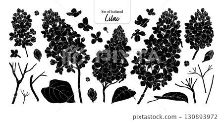 Lilac flower branches set isolated on transparent background, Botanical illustration in black silhouette, hand-drawn style. Lilac flower branches set isolated on transparent background, Botanical illustration in black silhouette, hand-drawn style. 130893972