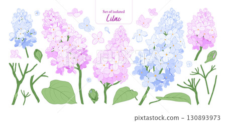 Lilac flower branches set isolated on transparent background, Botanical illustration in pastel pink, blue and purple colors, hand-drawn style. 130893973