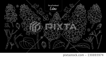 Lilac flower branches set isolated on black background, Botanical illustration in simple white outline, hand-drawn style. 130893974