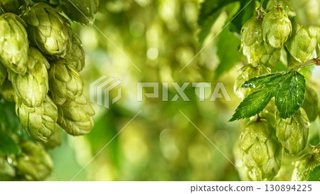 Hop plants detail macro, extreme closeup, natural condition. Beer production ingredients simple concept, nobody. Harvest concept. 130894225