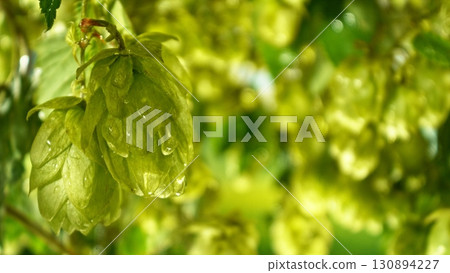 Hop plants detail macro, extreme closeup, natural condition. Beer production ingredients simple concept, nobody. Harvest concept. 130894227