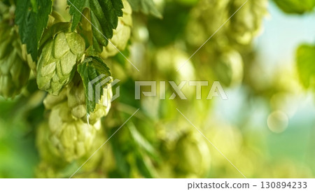 Hop plants detail macro, extreme closeup, natural condition. Beer production ingredients simple concept, nobody. Harvest concept. Hop plants detail macro, extreme closeup, natural condition. Beer production ingredients simple concept, nobody. Harvest concept. 130894233
