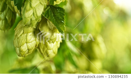 Hop plants detail macro, extreme closeup, natural condition. Beer production ingredients simple concept, nobody. Harvest concept. Hop plants detail macro, extreme closeup, natural condition. Beer production ingredients simple concept, nobody. Harvest concept. 130894235