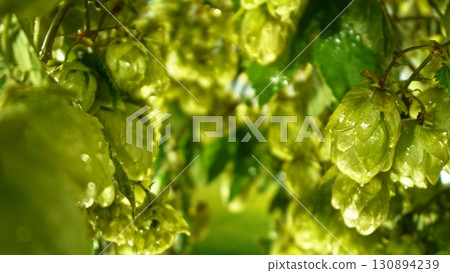 Hop plants detail macro, extreme closeup, natural condition. Beer production ingredients simple concept, nobody. Harvest concept. 130894239