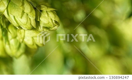 Hop plants detail macro, extreme closeup, natural condition. Beer production ingredients simple concept, nobody. Harvest concept. 130894247