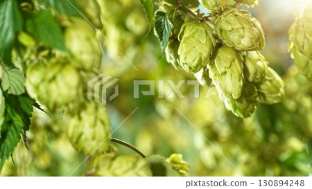 Hop plants detail macro, extreme closeup, natural condition. Beer production ingredients simple concept, nobody. Harvest concept. 130894248