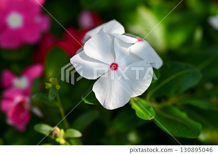 長春花 長春花 130895046