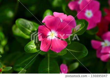 Nichinichiso 130895047