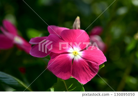 Nichinichiso Nichinichiso 130895050