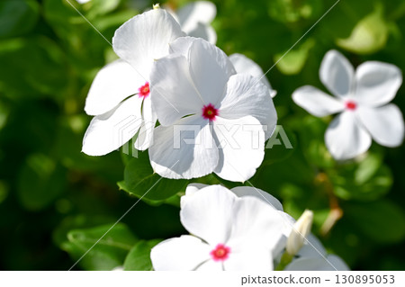 Nichinichiso 130895053