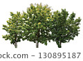 tree group isolated on white background 130895187