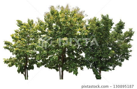tree group isolated on white background tree group isolated on white background 130895187