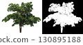 isolated single tree on white background 130895188