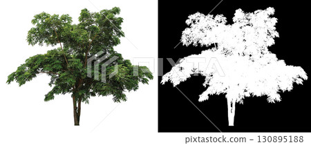 isolated single tree on white background 130895188