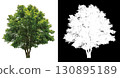 isolated single tree on white background 130895189