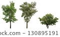 collection tree isolated on white background 130895191