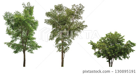 collection tree isolated on white background collection tree isolated on white background 130895191