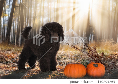 puppy poodle in nature 130895265