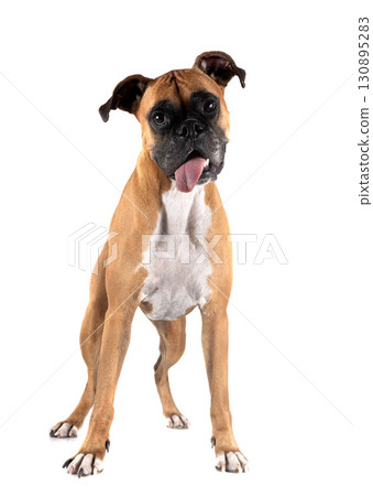 boxer in studio boxer in studio 130895283