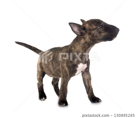 miniature bull terrier in studio 130895285