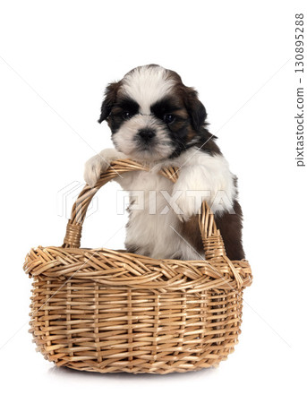 puppy Shih Tzu in studio puppy Shih Tzu in studio 130895288
