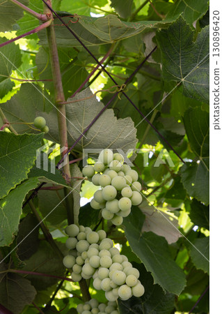 Vertical photography of green grapes clusters hang from vines 130896420
