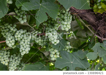 Clusters of green grapes hang from vines surrounded by lush green leaves Clusters of green grapes hang from vines surrounded by lush green leaves 130896421