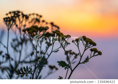 Silhouetted wildflowers set against a stunning, vibrant sunset 130896422