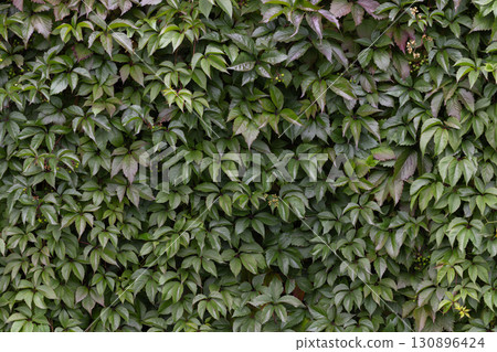 Lush green vines with abundant leaves covering a wall Lush green vines with abundant leaves covering a wall 130896424