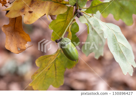 Green acorn hanging from a branch surrounded by colorful autumn leaves 130896427