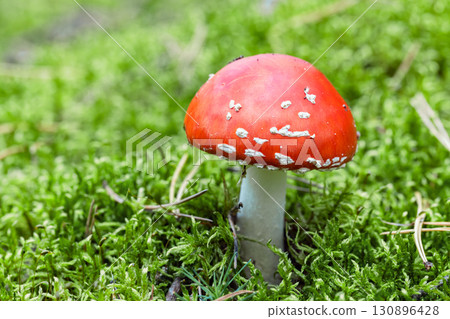 Bright red poisonous mushroom Amanita muscaria, macro photo 130896428