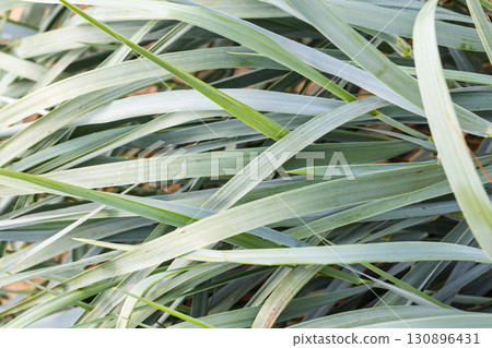 Light green grass blades overlapping and creating a natural pattern 130896431