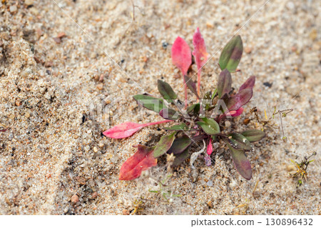 Vivid red and green leaves of a plant sprouting in sand, Rumex acetosella 130896432
