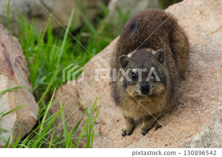 Rock Hyrax On Rock Looking (Procavia capensis) Rock Hyrax On Rock Looking (Procavia capensis) 130896542