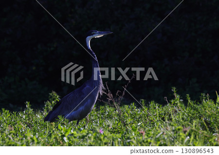Black-headed Heron Wading Through Foliage (Ardea melanocephala) 130896543